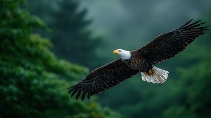 Obraz premium Majestic Bald Eagle Soaring Through the Rain with Forest Background