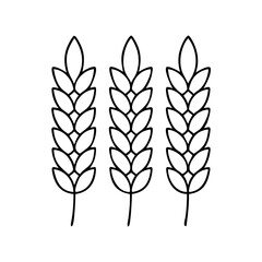 Fototapeta premium Vector art of minimalist line drawing of three wheat stalks with detailed leaves, representing grain and harvest