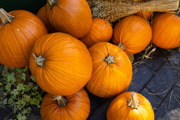A collection of various pumpkins. Autumn harvest. Bright dried flowers and hay create a seasonal atmosphere.