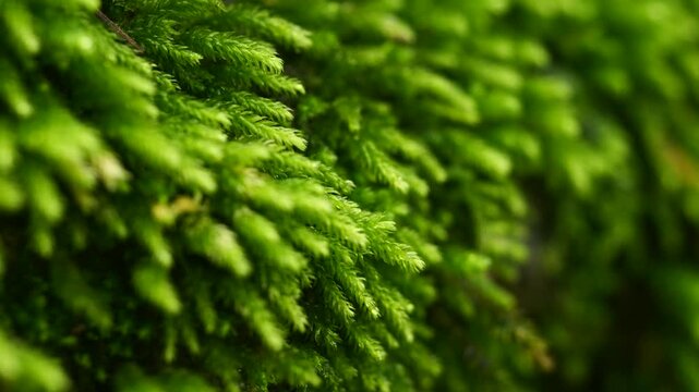 Vibrant Green Moss Texture Close-up - 녹색 이끼 클로즈업