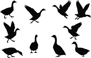 Goose silhouettes, flying geese, standing posture, wing spread, landing pose, waterfowl birds, wildlife motion, nature illustration set