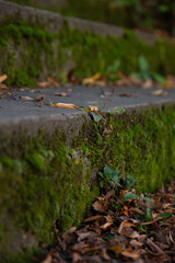 autumn leaves on the ground