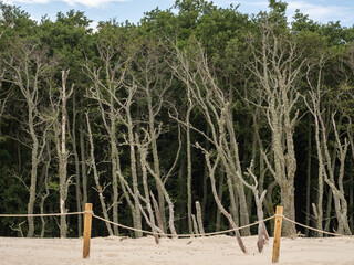 Dead trees on the edge of a shifting dune.