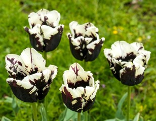 Black and white patterned tulips in a garden