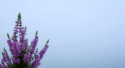 Cluster of Purple Scottish Heather with Misty Cool-Toned Copy Space