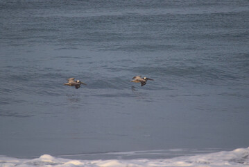 ducks in the water
