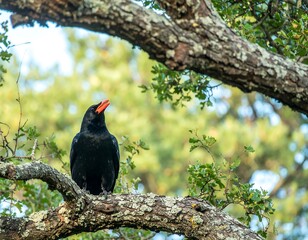 Black bird perched in a tree