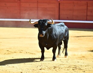 Black bull in a bullring