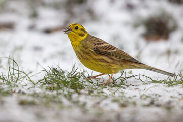 Yellowhammer (Emberiza citrinella)