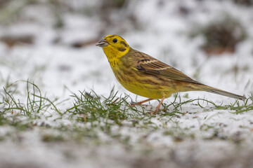 Yellowhammer (Emberiza citrinella)