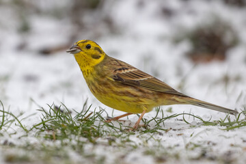 Yellowhammer (Emberiza citrinella)