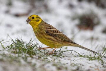 Yellowhammer (Emberiza citrinella)