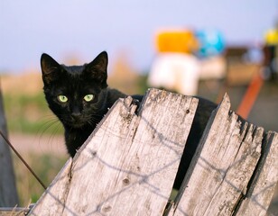Black cat peeking from a weathered wooden fence