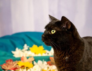 Black cat portrait with fall leaves