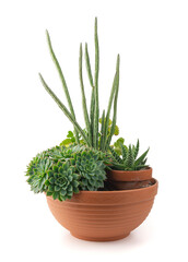 Succulent design, table garden