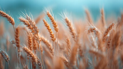 Fototapeta premium A clear view of wheat stalks in a field against a bright blue sky, with a crisp image of wheat in the foreground