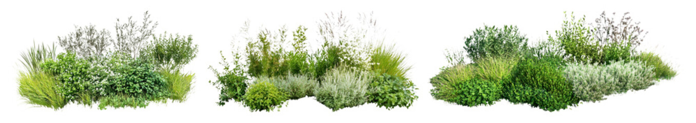 Obraz premium Lush green garden foliage arrangement
