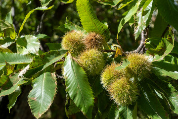 Close-up of chestnut tree branch with green spiky burs and leaves in sunlight, seasonal autumn nature background, organic food concept, Castanea sativa fruits before harvest.