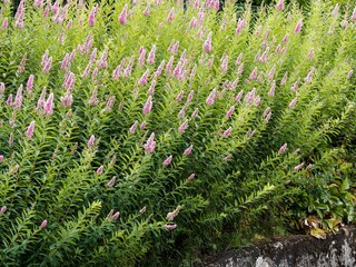 (Spiraea billardii) Ornamental shrub of billiard's spirea thicket-forming dense in conical panicles of tiny bright pink flowers in spikes atop stems bearing narrow oblong toothed, bright green leaves 