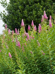  Spiraea billardii. Upright bushy shrub of pink spiraea or billard's spirea with dark green willow, lanceolate and toothed foliage and pink inflorescence like long spikes with a fluffy appearance
