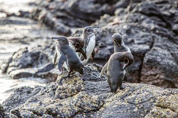 Galapagos Penguins on a Rocky Shore on Santiago Island