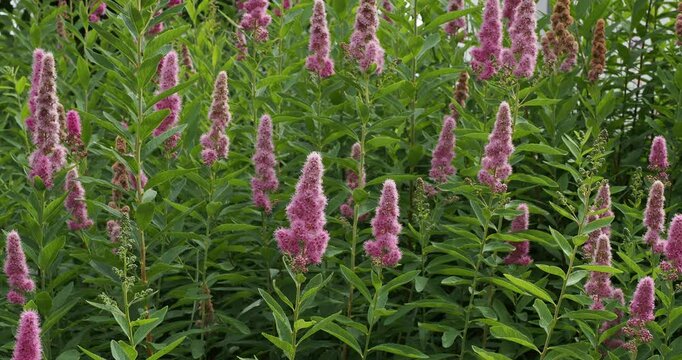 Spiraea billardii - Dense clumps of upright flower spikes of billard's bridewort with a downy pink inflorescence of conical panicles on tall stems with dark green lanceolate and toothed leaves

