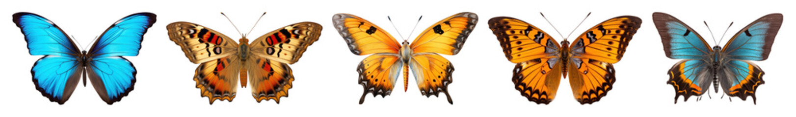 Naklejka premium Colorful butterflies in symmetrical arrangement