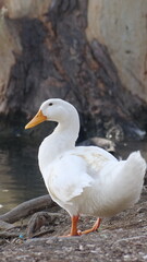 duck in the water