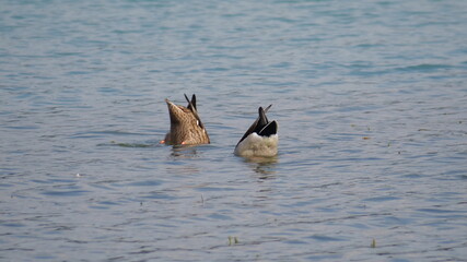 great crested grebe