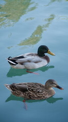 duck on the water