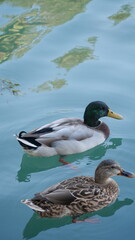 Fototapeta premium duck on the water