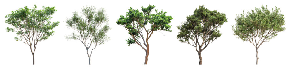 Obraz premium Five diverse green trees