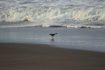 dog running on the beach