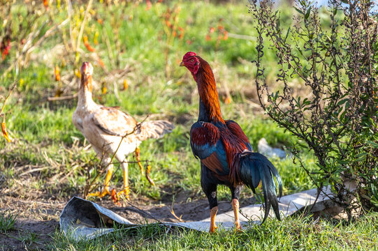 Vibrant Asil or Shamo gamefowl rooster strutting on a sunlit lawn, showcasing its bright plumage and powerful stature with a hen in the background. Mediterranean Turkey.

