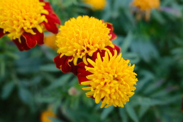 Two yellow and red flowers bloom with green foliage as the background on a sunny day.