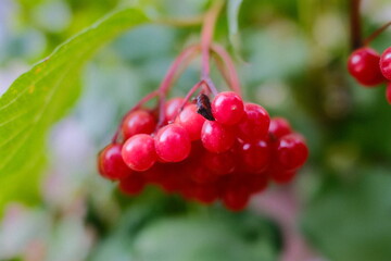 Cluster of vibrant red berries hanging from a Viburnum opulus bush, surrounded by green leaves.