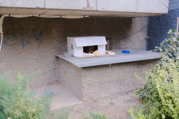 A stray cat relaxes inside a makeshift cardboard house on a corrugated metal platform.