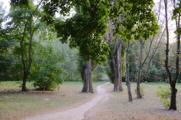 Fototapeta premium A dirt path winds through the green trees in Park.