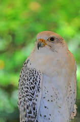 Gyrfalcon bird of prey breed and green background