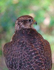 Obraz premium Falcon bird with hooked beak and green background
