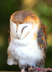 barn owl with closed eyes while sleeping