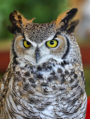 nocturnal bird Great Horned Owl with very expressive yellow eyes