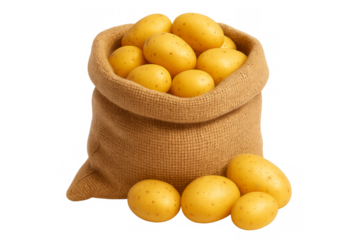 Potatoes filling burlap sack for harvest, transparent background