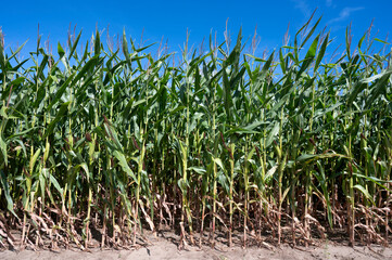 pole z kukurydzą