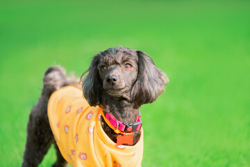 Senior small dog in orange yellow sweatshirt and collar with a bone-shaped tag standing on a green background and looking at camera, close-up portrait