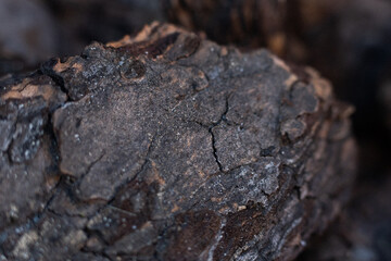 Textured bark of an aged tree captured in close-up during late afternoon sunlight