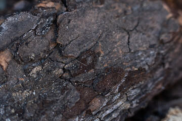 Textured close-up of weathered wood showing cracks and natural patterns under soft lighting