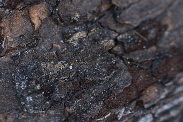 Close-up view of textured tree bark showing intricate patterns and colors on a forest floor during the day
