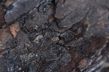 Close view of textured tree bark highlighting cracks and natural details in outdoor setting