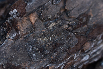 Close-up view of weathered wood with intricate texture and natural patterns at a forest site during daylight